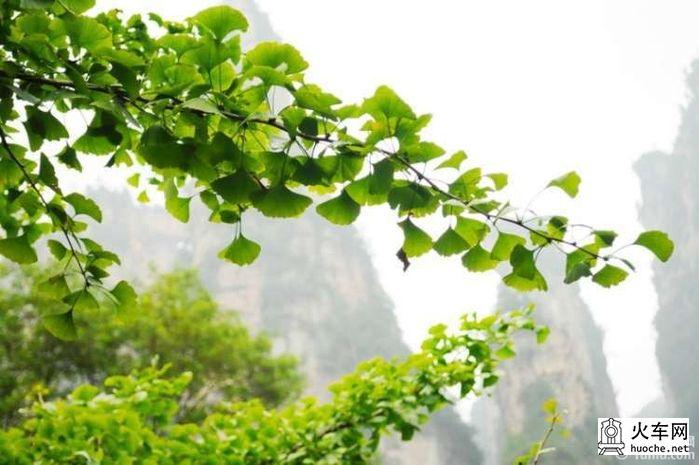 【爱旅行】自助旅游张家界三日游~全程配图~8