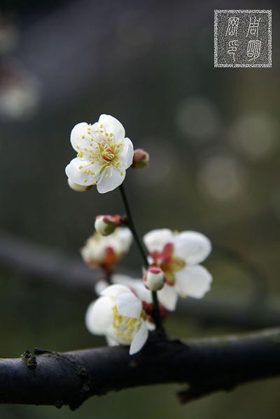 杭州西湖,西塘,苏州同里,乌镇东栅古镇攻略之自助游至专玩法25