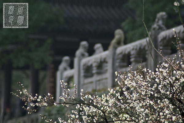 杭州西湖,西塘,苏州同里,乌镇东栅古镇攻略之自助游至专玩法24