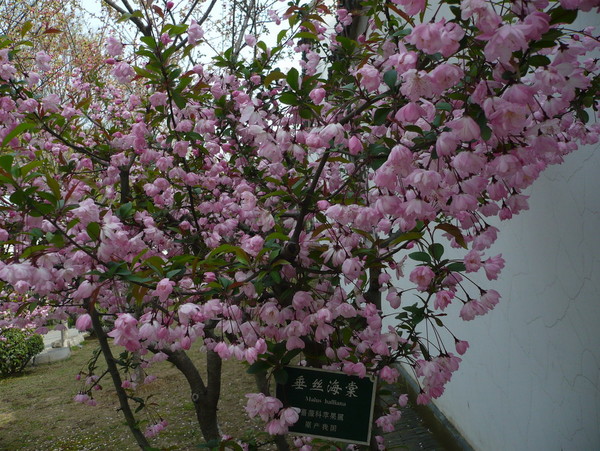 中山陵,总统府26