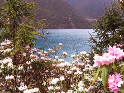 色季拉山——那一望无际的花海(图)1