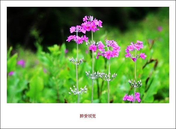 丽江文海1