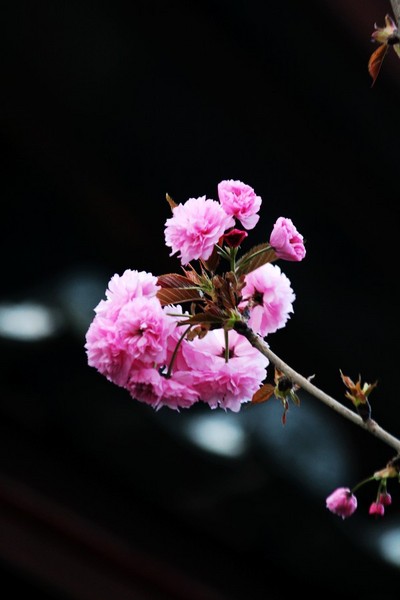 古城。樱花1