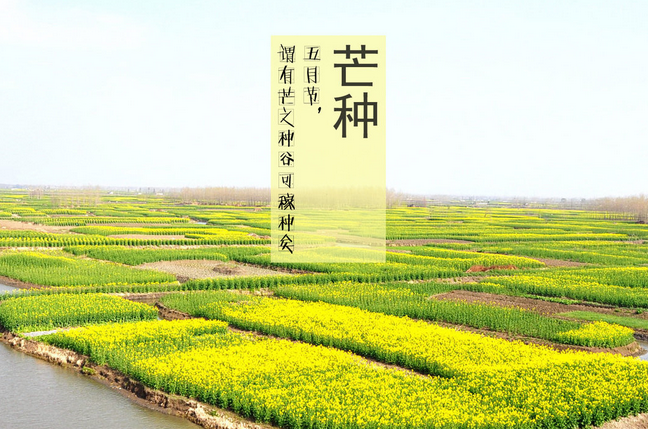 芒种节气是什么意思 芒种节气是什么意思