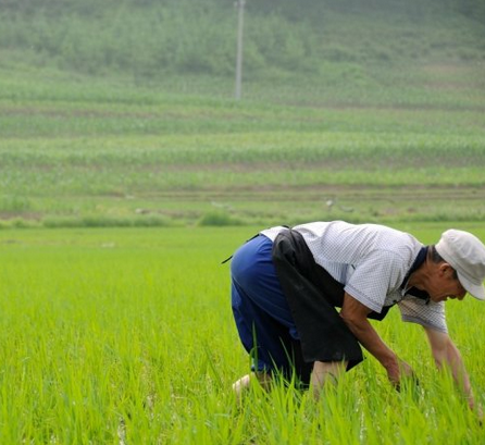 2015年芒种是哪天 2015年芒种是哪天