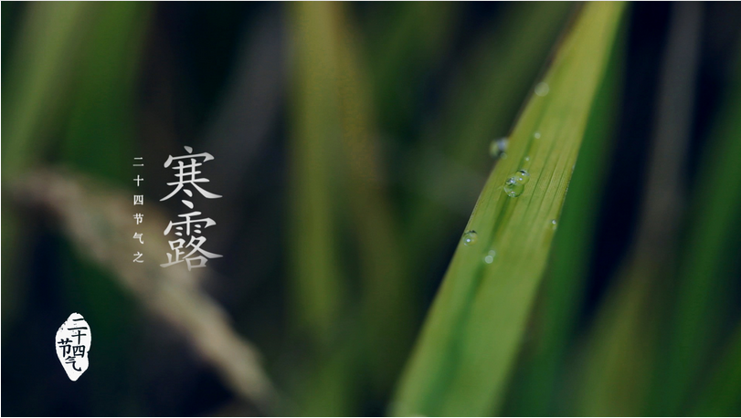 关于寒露的农谚