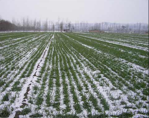 大雪储存蔬菜的方法