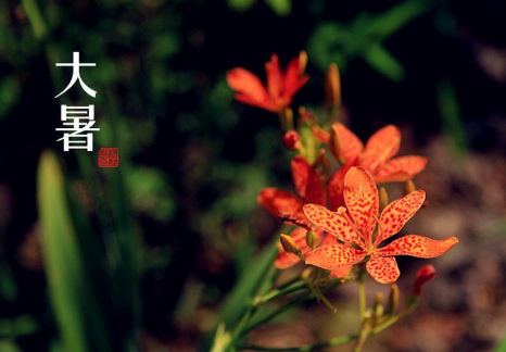 2016大暑问候语 2016大暑问候语