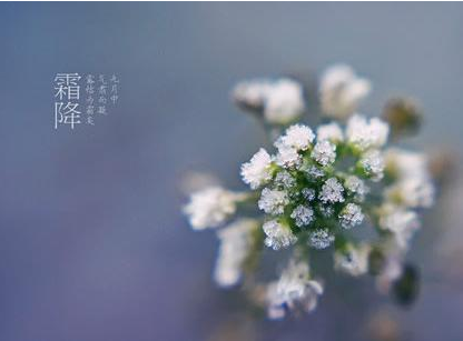 2016霜降什么时候