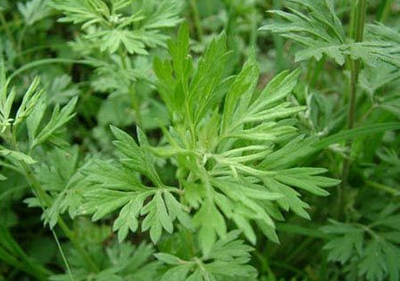 端午节为什么叫浴兰节 端午节为什么叫浴兰节