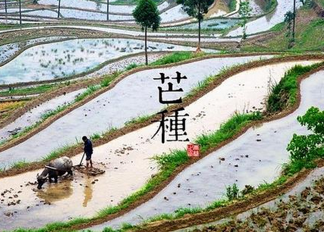 2017芒种是什么时候 2017芒种是什么时候