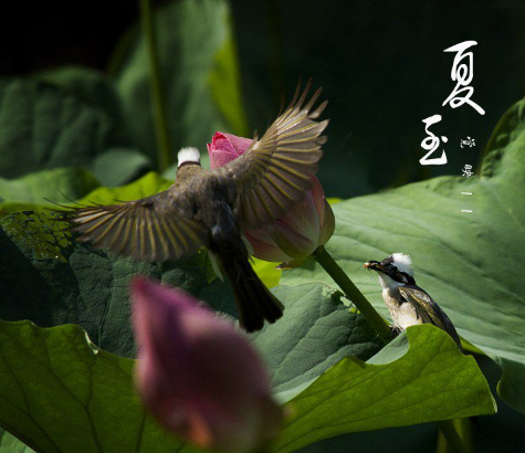 有关夏至的诗词句