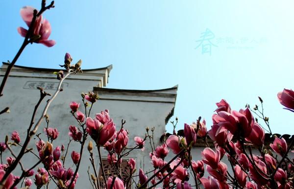 【带着狗头走天下】宁海前童古镇，那又一处的安静15