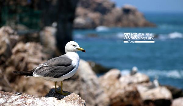 威海烟台双城记25