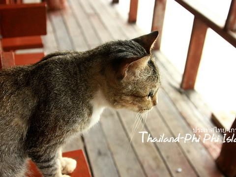 火辣辣阳光之旅(曼谷Bangkok,普吉岛Phuket,卡塔Kata,皮皮岛Phi Phi Island,芭东Patong)泰国全程详细游记+攻略102