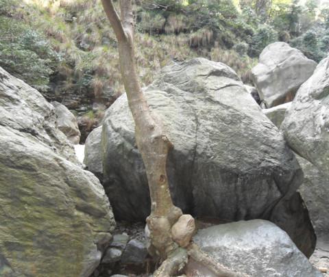 踏青——庐山石门涧11
