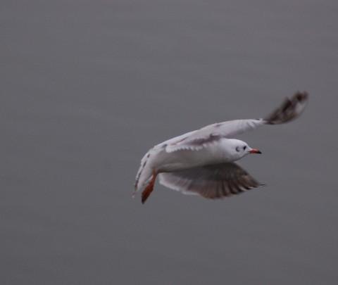昆明 翠湖公园 海鸥之约4