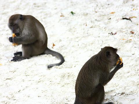 火辣辣阳光之旅(曼谷Bangkok,普吉岛Phuket,卡塔Kata,皮皮岛Phi Phi Island,芭东Patong)泰国全程详细游记+攻略131