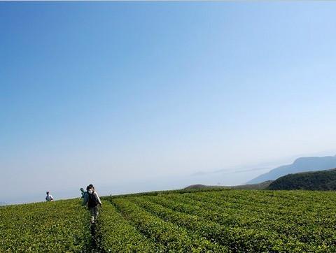 【介绍福建霞浦的另一条路线】海上茶园-水门三沙交接处【芦阳游记】2
