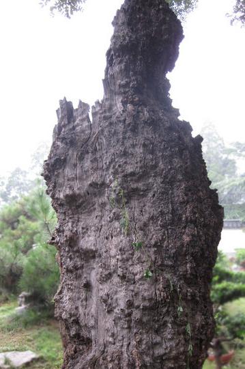 携秋雨拜谒孔子故里24