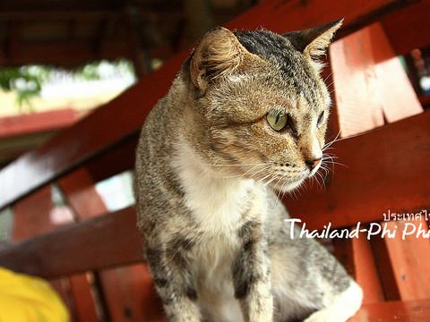 火辣辣阳光之旅(曼谷Bangkok,普吉岛Phuket,卡塔Kata,皮皮岛Phi Phi Island,芭东Patong)泰国全程详细游记+攻略103