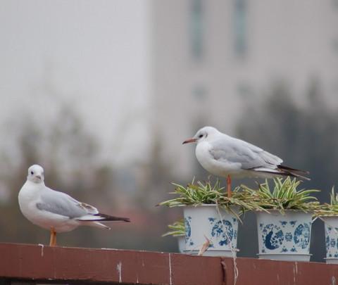 昆明 翠湖公园 海鸥之约3
