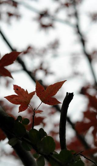 2011-12-18杨家溪一日游16