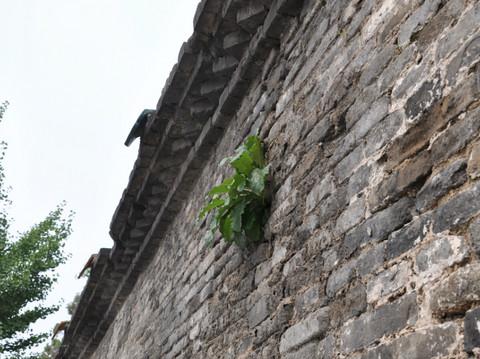 现世安稳，岁月静好（曲阜-泰山-青岛-度假游）12