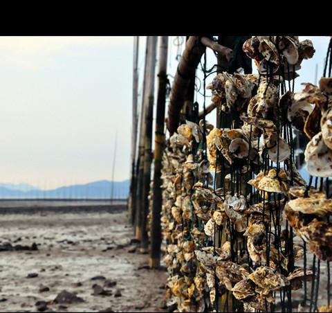 【福建·霞浦】那些年我们一起追过的滩涂9