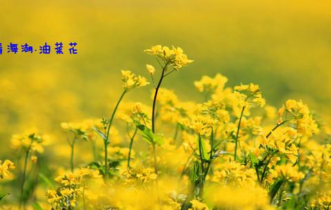 55天的假期背包旅行（四）——你知道西海镇的历史么3