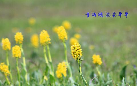 55天的假期背包旅行（四）——你知道西海镇的历史么4