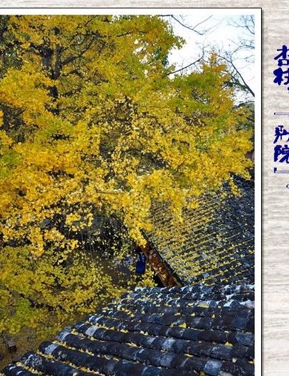 腾冲银杏村（二），印象。2