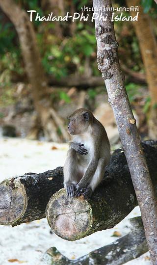 火辣辣阳光之旅(曼谷Bangkok,普吉岛Phuket,卡塔Kata,皮皮岛Phi Phi Island,芭东Patong)泰国全程详细游记+攻略136