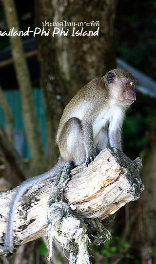 火辣辣阳光之旅(曼谷Bangkok,普吉岛Phuket,卡塔Kata,皮皮岛Phi Phi Island,芭东Patong)泰国全程详细游记+攻略132