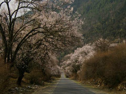 2012.3.31-4.9山南、林芝、西安西线游记之二——林芝篇11