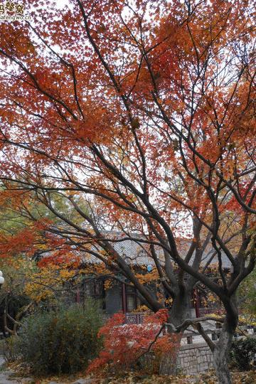 冬日山东半岛游(济南篇)72