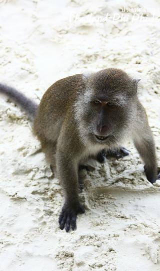 火辣辣阳光之旅(曼谷Bangkok,普吉岛Phuket,卡塔Kata,皮皮岛Phi Phi Island,芭东Patong)泰国全程详细游记+攻略134