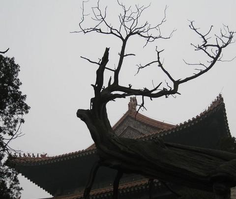 来曲阜吧 山东曲阜 圣人故里4