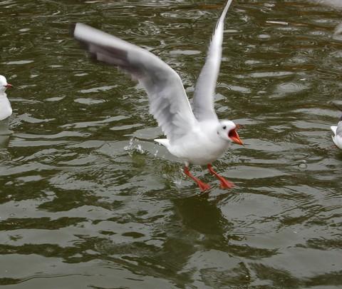 昆明 翠湖公园 海鸥之约8