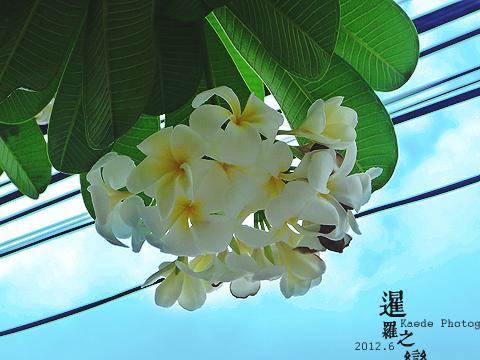 { 暹罗之恋 }【曼谷清迈8日自游】（完结多图有攻略）1