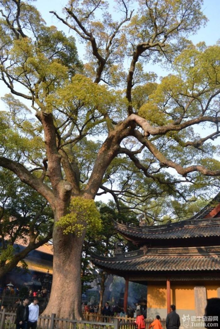 【普陀山2天1夜】想到了就去---海天佛国普陀山（上）78