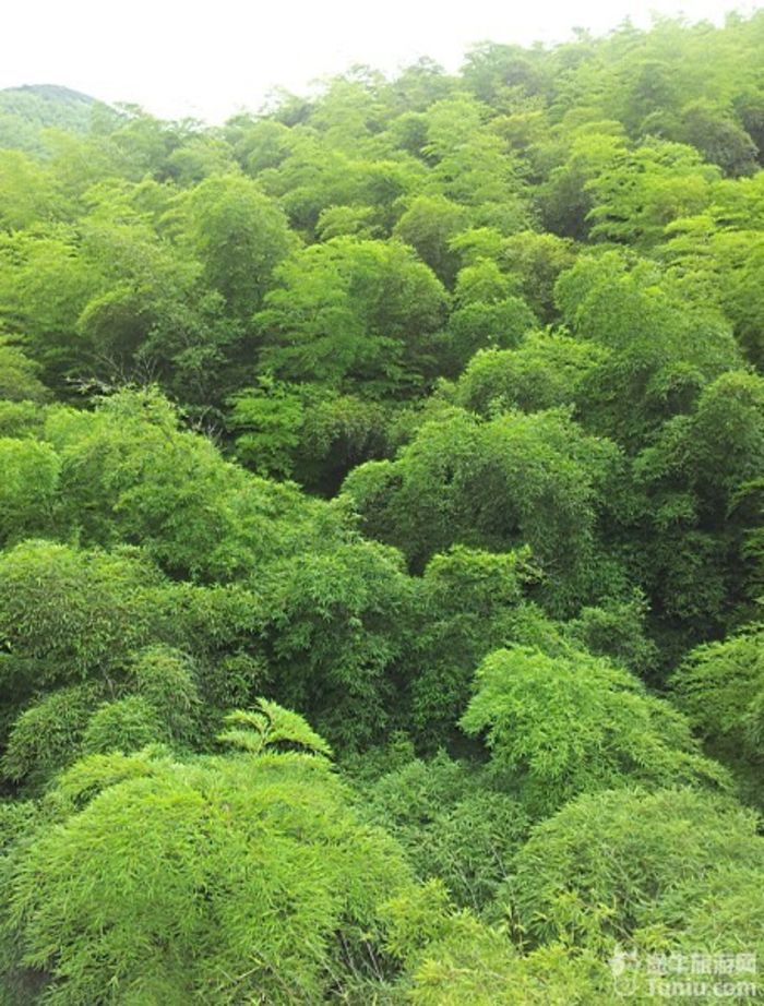 南山竹海旅游攻略我的家人游8