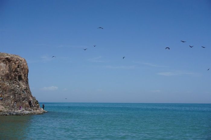 青海湖鸟岛游1