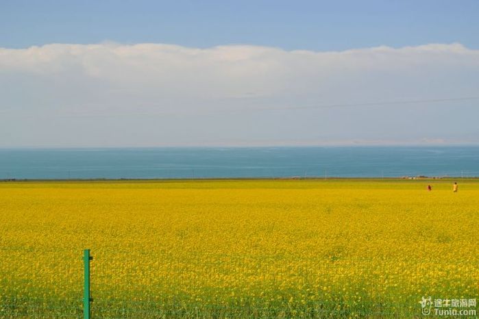 【青海旅游攻略】青.甘8日古丝绸之旅----大美青海湖②58