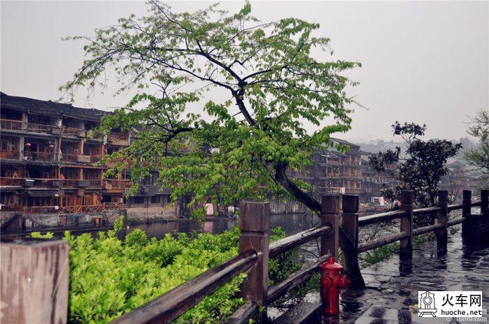 凤凰不负春光的雨中行2