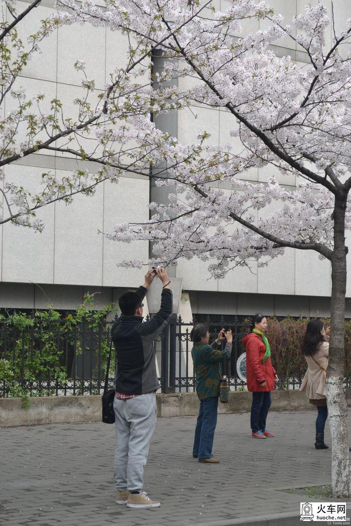 【鸡鸣寺樱花大道旅游攻略】樱花树下痴迷的拍客们46