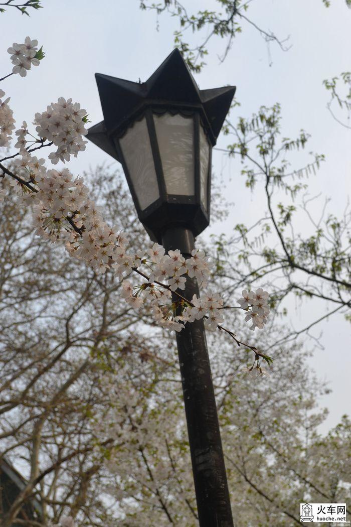 【鸡鸣寺樱花大道旅游攻略】樱花树下痴迷的拍客们15