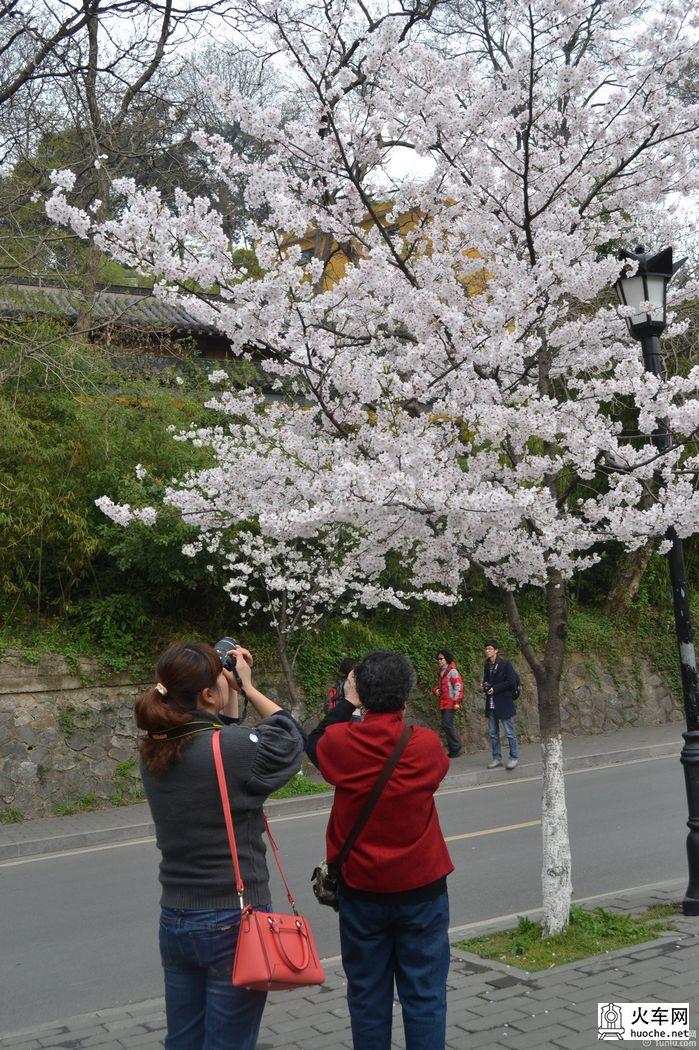 【鸡鸣寺樱花大道旅游攻略】樱花树下痴迷的拍客们38
