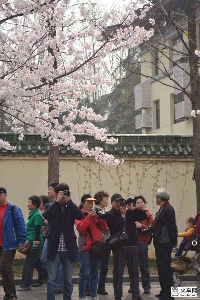 【鸡鸣寺樱花大道旅游攻略】樱花树下痴迷的拍客们20