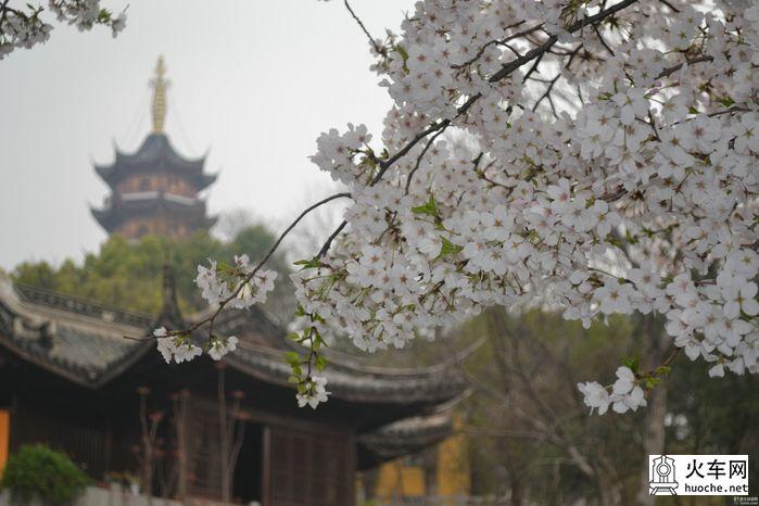 【鸡鸣寺樱花大道旅游攻略】樱花树下痴迷的拍客们11